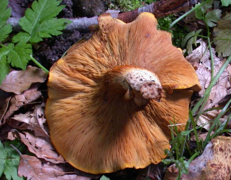 Paxillus rubicundulus. Scheda fotografica